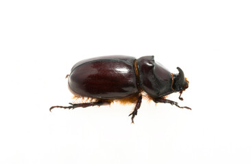 European rhinoceros beetle (Oryctes nasicornis) is a large flying beetle belonging to the subfamily...