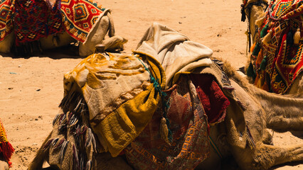 Fototapeta na wymiar camels resting on the ground in wadi rum desert, Jordan. High quality photo