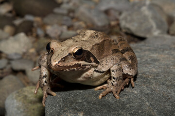 The pool frog (Pelophylax lessonae) is a European frog. The amphibian in the dry lake. Environmental disaster.