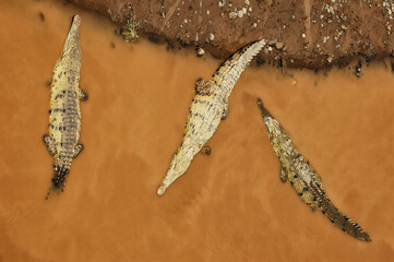 Three American Crocodiles in river (aerial view), Costa Rica