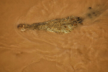 American Crocodiles in muddy Tarcoles River, Costa Rica (aerial view) from the Crocodile Bridge