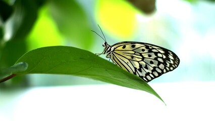 Pollinator Butterfly Insect Arthropod Moths and butterflies Plant