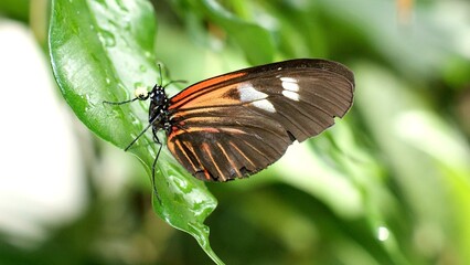 Pollinator Insect Plant Arthropod Butterfly Moths and butterflies