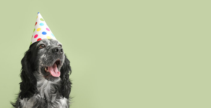 Cute dog in birthday hat on green background with space for text