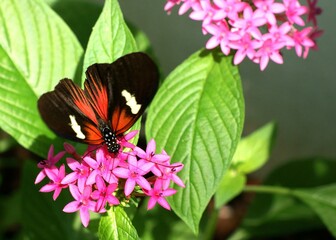 Flower Plant Pollinator Butterfly Green Arthropod