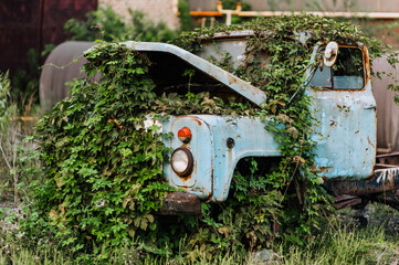 An old broken rusty abandoned car truck, without wheels, with an open door, overgrown with foliage,...