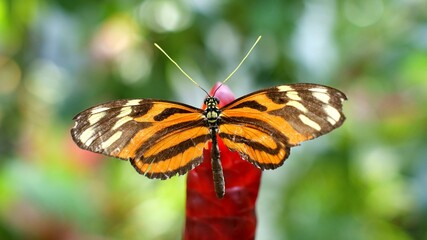Butterfly Pollinator Plant Insect Arthropod Moths and butterflies
