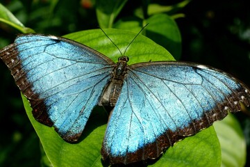 Pollinator Insect Arthropod Butterfly Moths and butterflies Electric blue