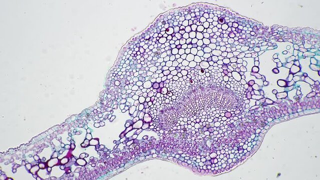 Leaf of Ligustrum lucidum in transversal section magnified under microscope in 100 times. Long and narrow green purple piece of plant in scientific research filmed on bright field. Experiment in lab