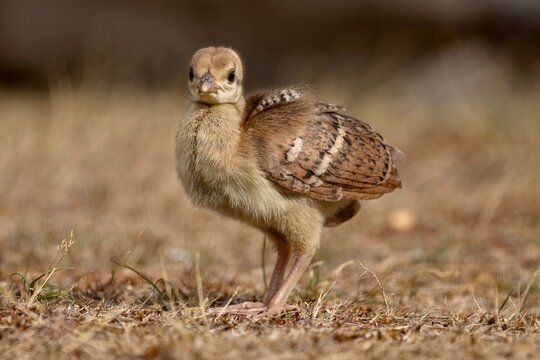 Peachick