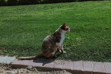 Stray cat at Dubai green grass lawn in spring time, United Arab Emirates. Brown and white street homeless cat in UAE