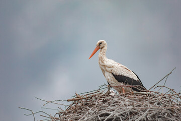 white stork sits in a nest incubates eggs against a cloudy sky