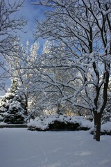 Snow Sky Plant Natural landscape Twig Tree