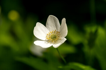 white flower