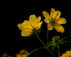 yellow flowers on black background