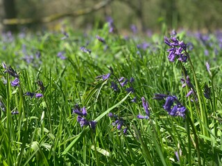 flowers in the grass