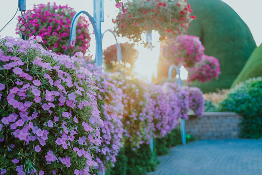 Dubai miracle garden with over 45 million flowers in a sunny day, United Arab Emirates. Petunia path with selective focus. Sculptures made of greenery. the biggest natural flower garden in the world