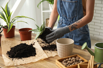 Woman transplanting plant at home