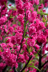 Flores del Durazno a orillas del lago