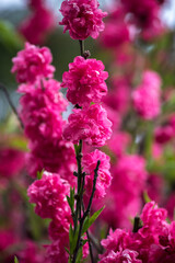 Flores del Durazno a orillas del lago