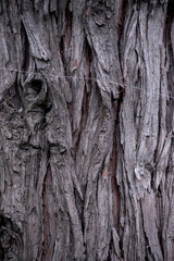 textura de la corteza de un árbol