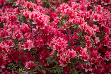 azaleas florecidas