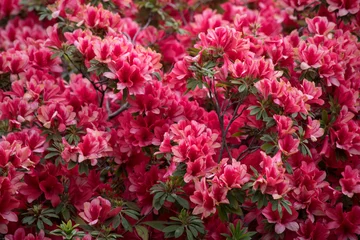 Photo sur Plexiglas Azalée azaleas florecidas