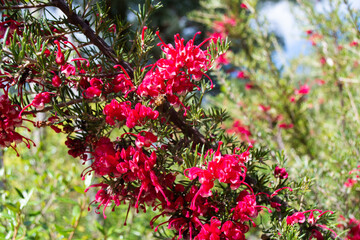 Red grevillea australian native endemic plant and bee pollinator
