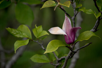 primer plano de las flores de una magnolia