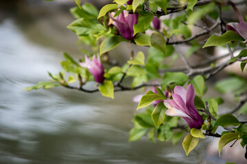 vistosas flores de una Magnolia liliiflora