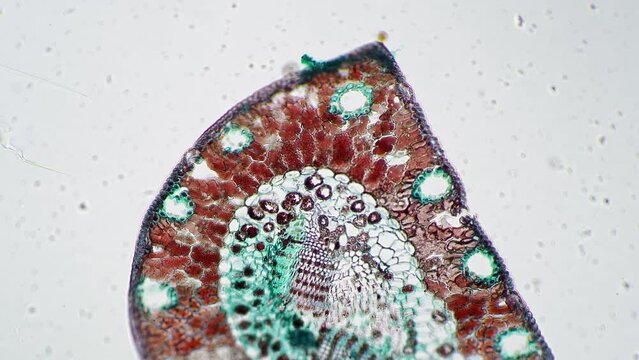 Transversal section on Pinus leaf filmed under microscope with 100x magnification on bright field. Conifer needle in cross cut prepared for education at school. Learning flora structure. Nature theme.