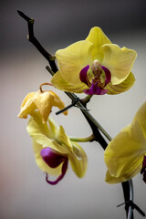 primer plano de la flor de orquidea amarilla