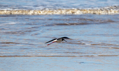 Photograph of a White-backed stilt. The bird was found on the beach of Xangri-lá, in Rio Grande do Sul, Brazil.