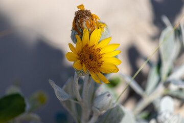 The beauty of the vegetation found on top of the sand dunes at the entrance to the beach.
