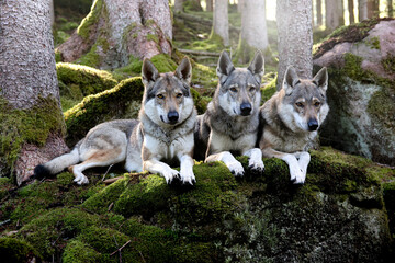 Tschechoslowakische Wolfhunde , we are family.