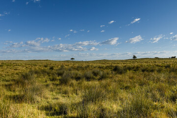 Pampas grass landscape, La Pampa province, Patagonia, Argentina.