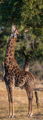 Giraffe Stretching