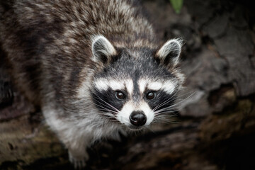 funny raccoon curiously looks at the camera close up - Powered by Adobe