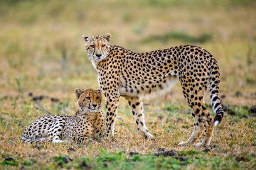 Cheetah and her Child