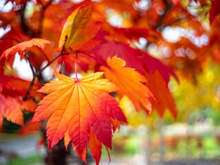 秋の中島公園（北海道札幌市）