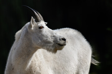 Mountain Goat on Mount Rainier in Washington State