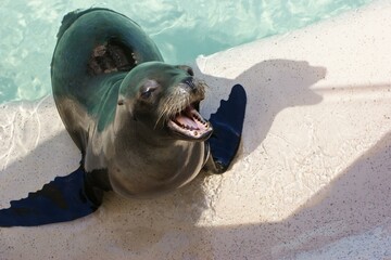 Water Jaw Fluid Carnivore Smile Liquid