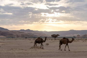Wild camels at sunset in the desert of Al-'Ula Saudi Arabia