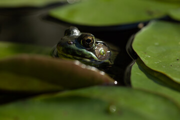 the frog waiting