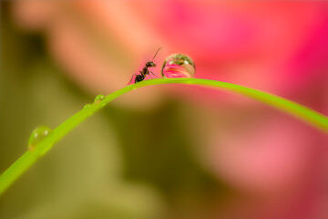 ants and waterdrop on a leaf