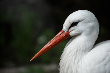 head of a white stork close-up on a background is blurry