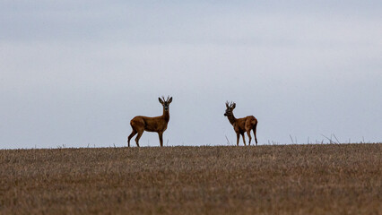 herd of deer on the horizon