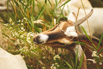 Saanan goats on a small farm in Ontario, Canada.