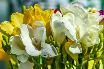 eautiful white and yellow Freesia flowers
