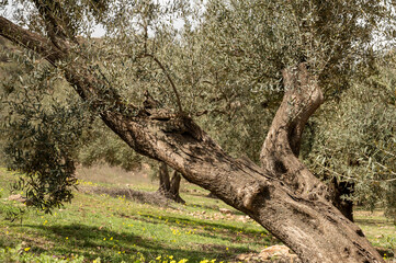 Olive tree grove on hills in spring time with blossom of yellow wild flowers, Andalusia, Spain